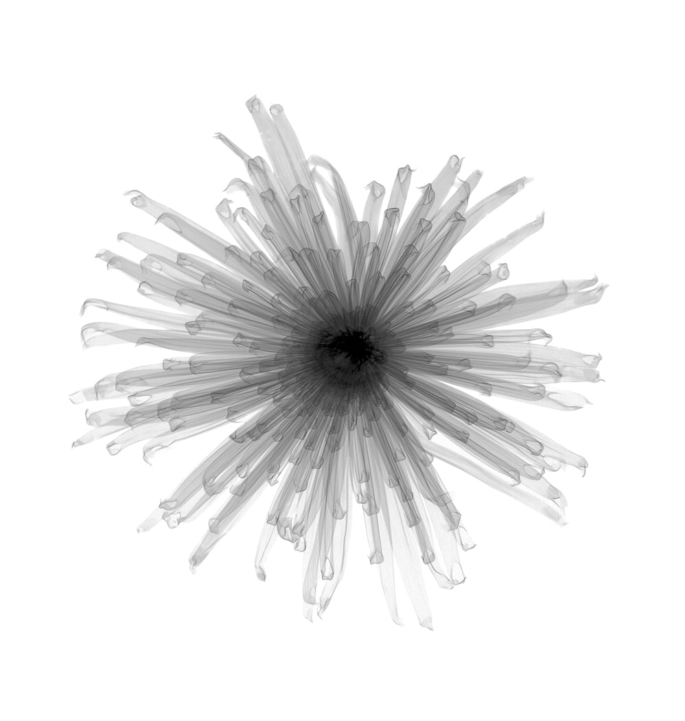 Chrysanth 3-Photographic Print-Nick Veasey-Sorrel Sky Gallery