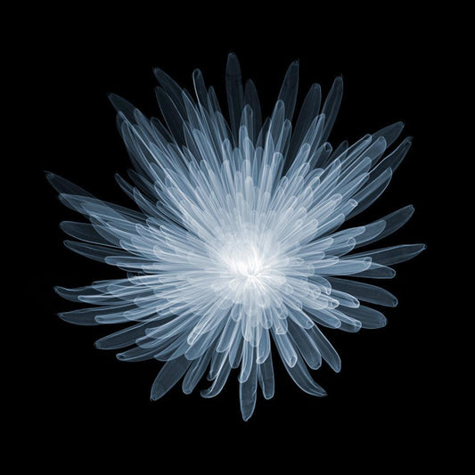Chrysanth Bloom A-1-Photographic Print-Nick Veasey-Sorrel Sky Gallery