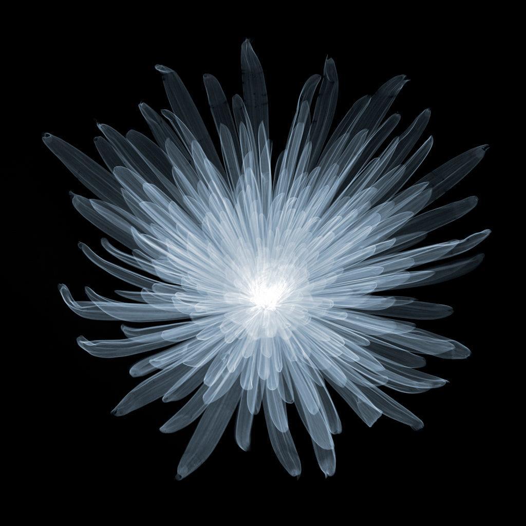 Chrysanth Bloom A-2-Photographic Print-Nick Veasey-Sorrel Sky Gallery
