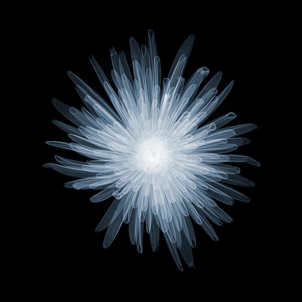 Chrysanth Bloom B-1-Photographic Print-Nick Veasey-Sorrel Sky Gallery