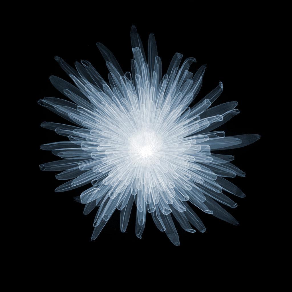Chrysanth Bloom B-2-Photographic Print-Nick Veasey-Sorrel Sky Gallery