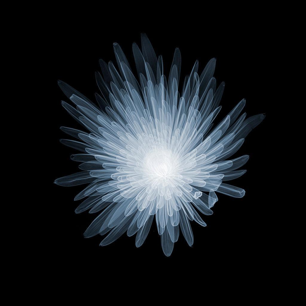 Chrysanth Bloom C-1-Photographic Print-Nick Veasey-Sorrel Sky Gallery