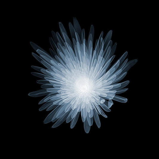 Chrysanth Bloom C-1-Photographic Print-Nick Veasey-Sorrel Sky Gallery
