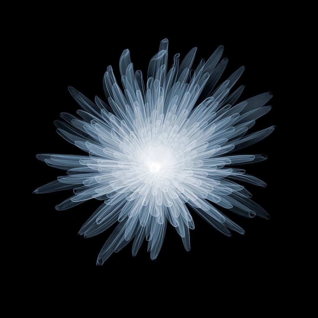 Chrysanth Bloom C-2-Photographic Print-Nick Veasey-Sorrel Sky Gallery