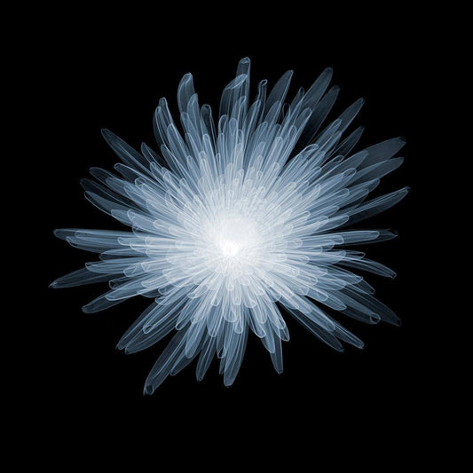 Chrysanth Bloom C-2-Photographic Print-Nick Veasey-Sorrel Sky Gallery