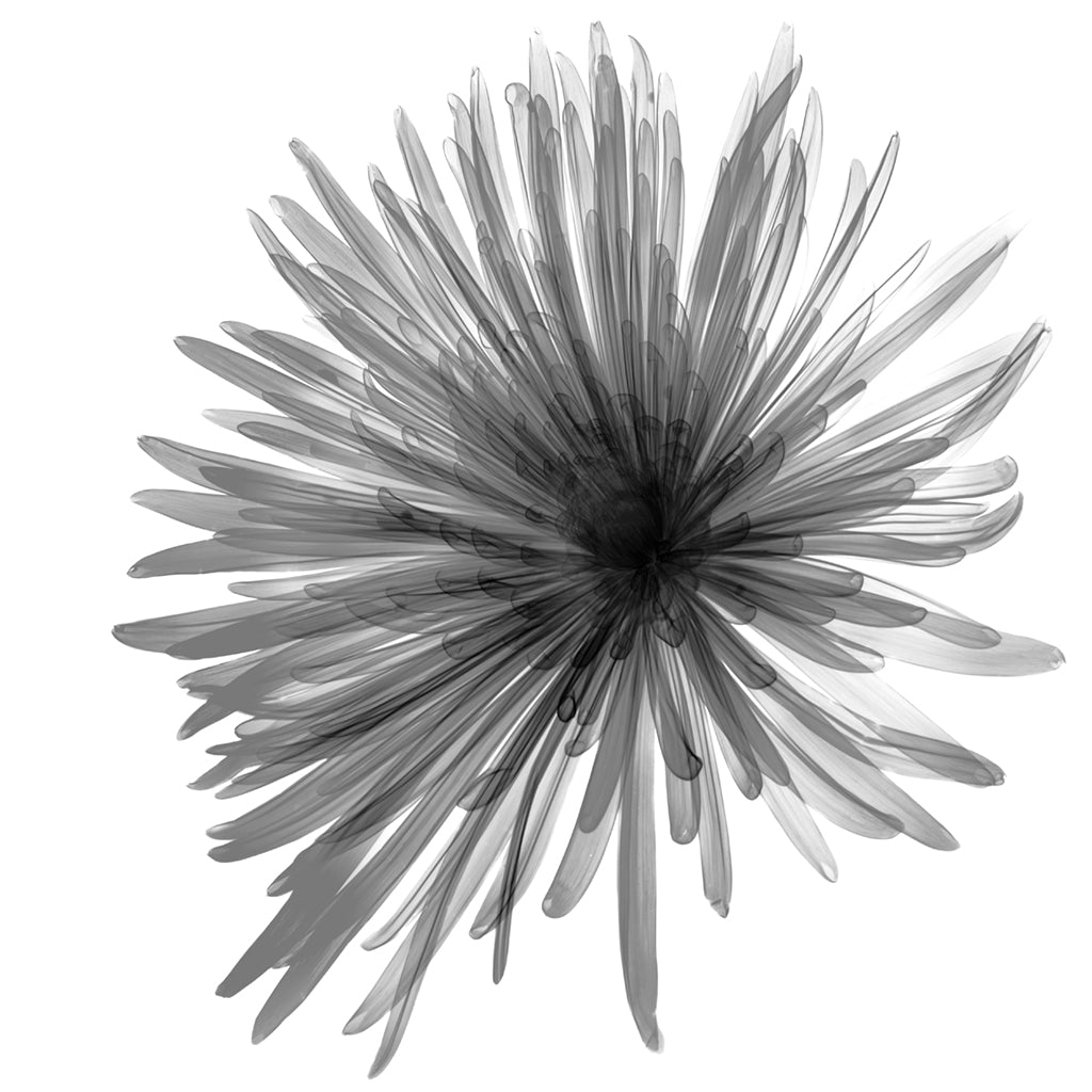 Chrysanth Bloom-Photographic Print-Nick Veasey-Sorrel Sky Gallery