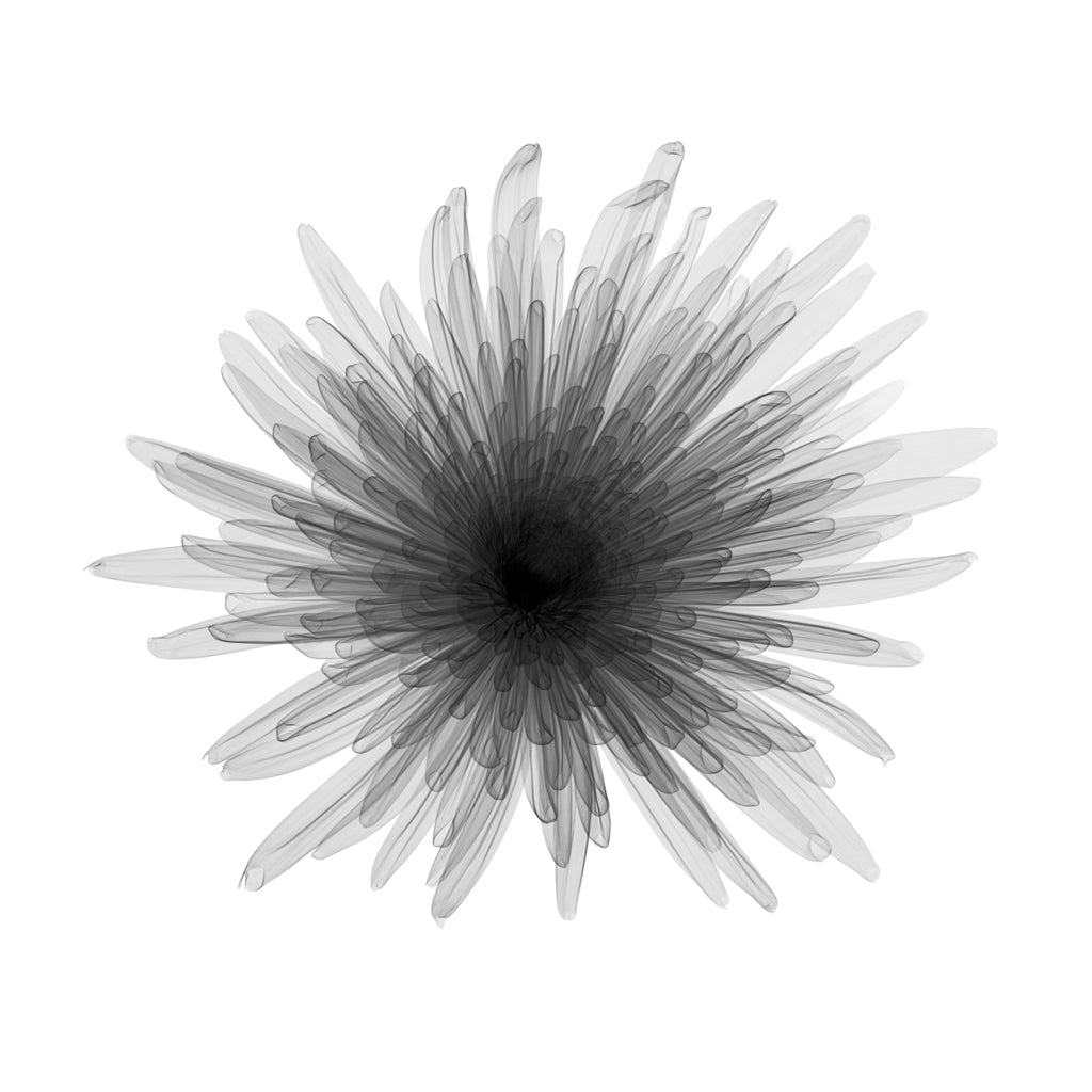 Chrysanthemum Bloom RH-Photographic Print-Nick Veasey-Sorrel Sky Gallery