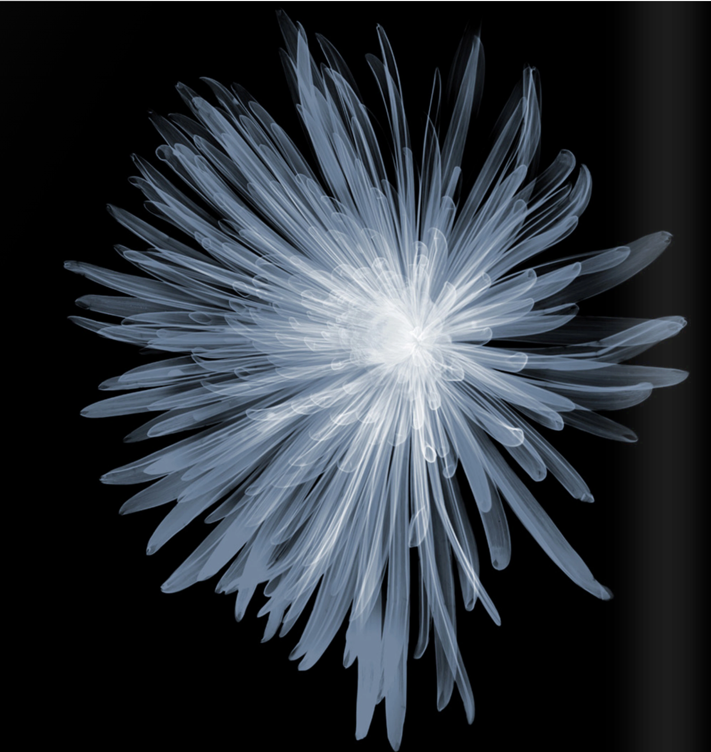 Chrysanthemum Bloom-Photographic Print-Nick Veasey-Sorrel Sky Gallery