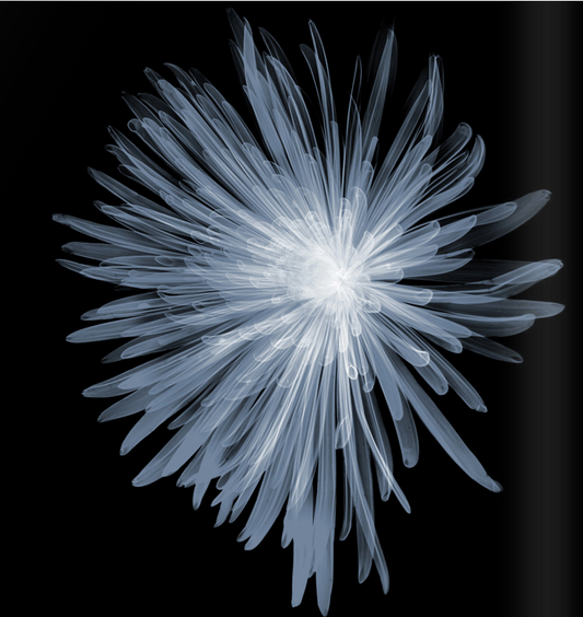 Chrysanthemum Bloom-Photographic Print-Nick Veasey-Sorrel Sky Gallery