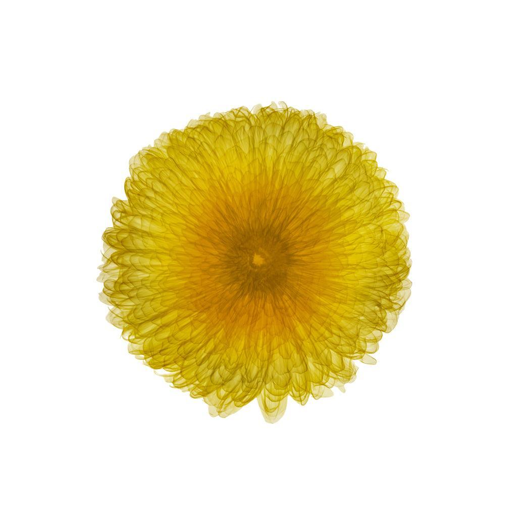 Chrysanthemum Head-Photographic Print-Nick Veasey-Sorrel Sky Gallery