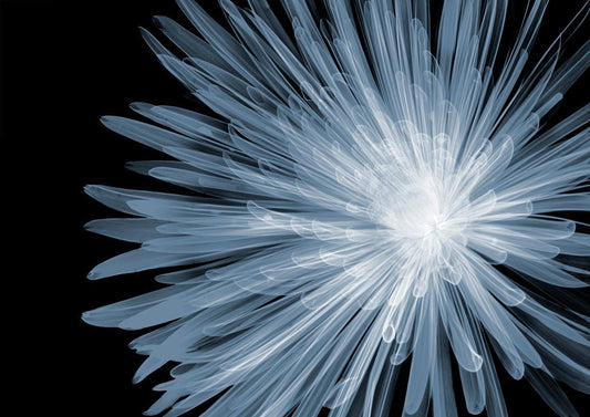 Chrysanthemum-Photographic Print-Nick Veasey-Sorrel Sky Gallery