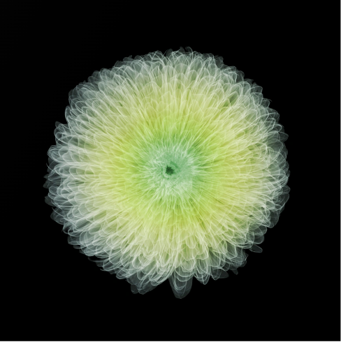 Chrysanthemum-Photographic Print-Nick Veasey-Sorrel Sky Gallery