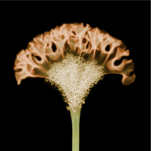 Cockscomb-Photographic Print-Nick Veasey-Sorrel Sky Gallery