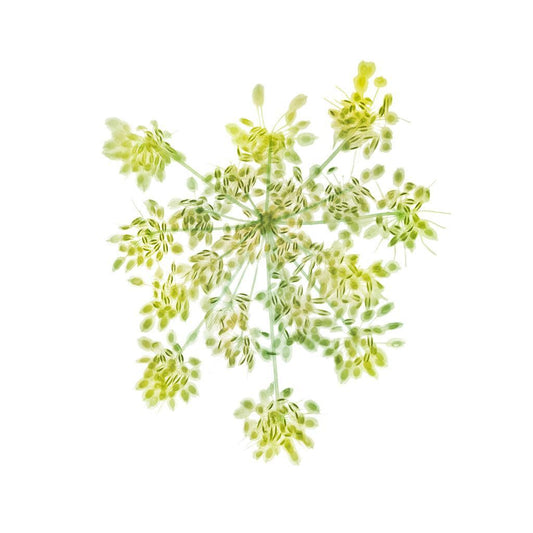 Cow Parsley-Photographic Print-Nick Veasey-Sorrel Sky Gallery