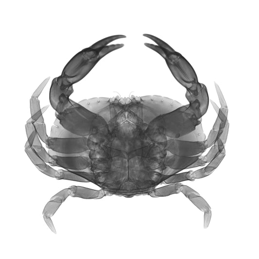 Crab-Photographic Print-Nick Veasey-Sorrel Sky Gallery