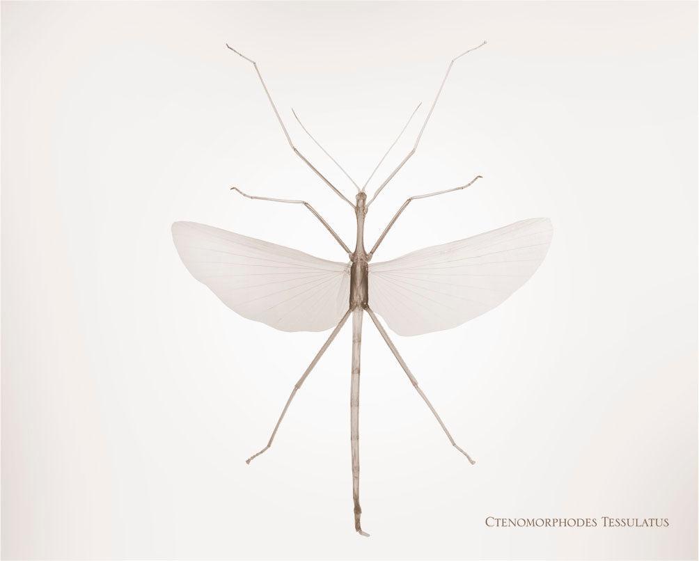 Ctenomorphodes Tessulatus-Photographic Print-Nick Veasey-Sorrel Sky Gallery