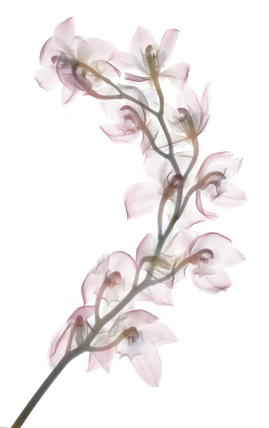 Cymbidium Orchid-Photographic Print-Nick Veasey-Sorrel Sky Gallery