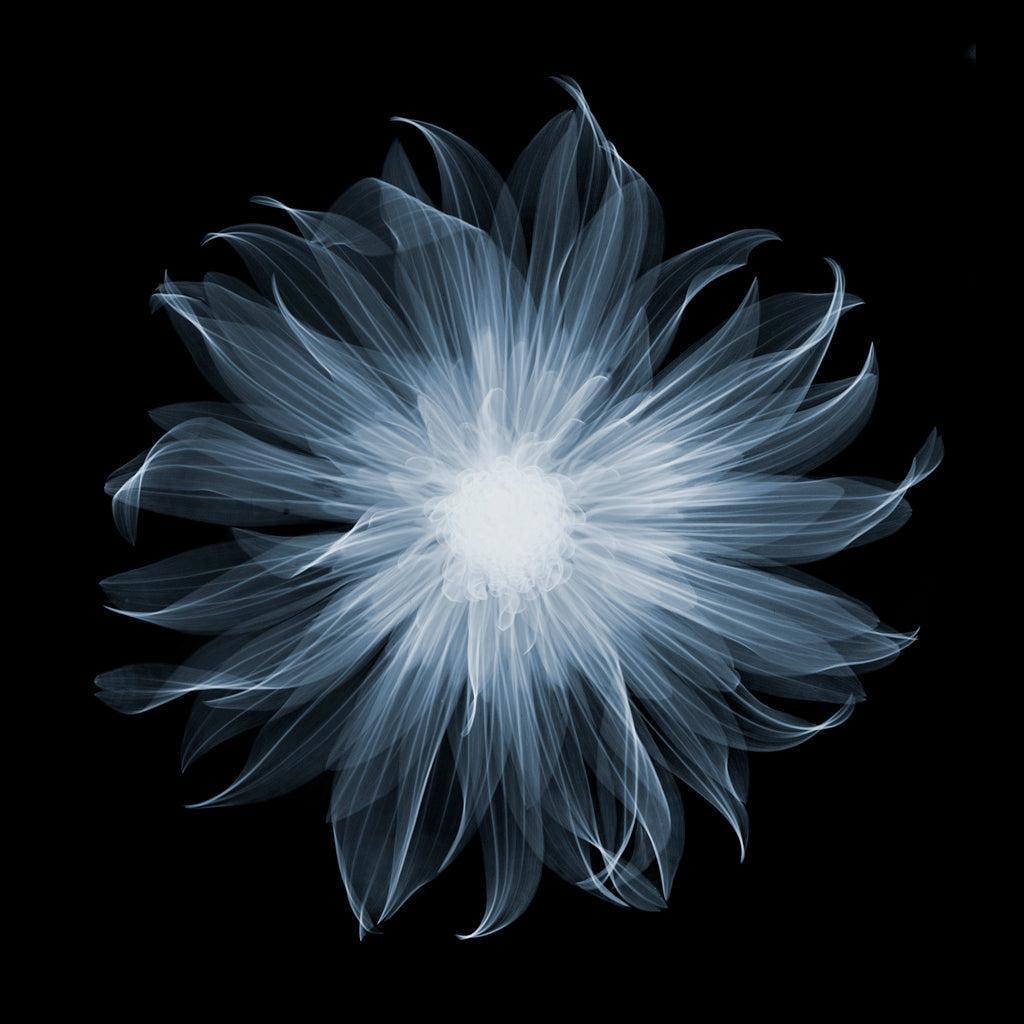 Dahlia Gallery B-Photographic Print-Nick Veasey-Sorrel Sky Gallery