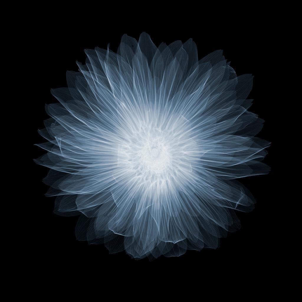 Dahlia Gallery Pablo-Photographic Print-Nick Veasey-Sorrel Sky Gallery