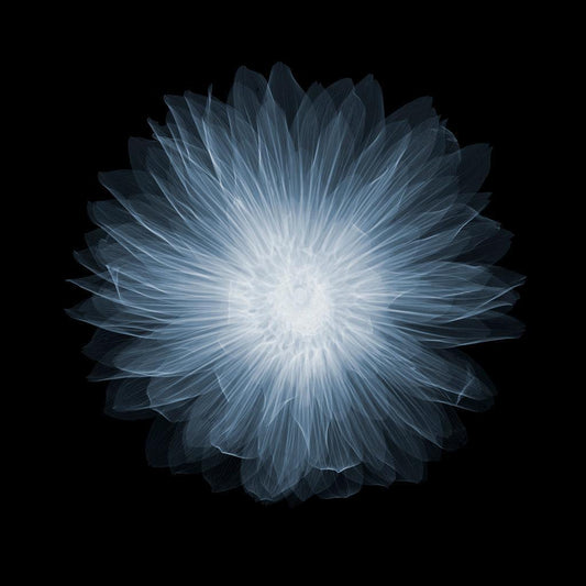 Dahlia Gallery Pablo-Photographic Print-Nick Veasey-Sorrel Sky Gallery