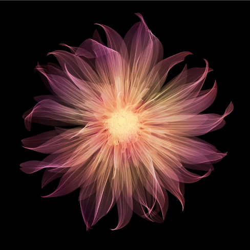Dahlia Gallery Pablo-Photographic Print-Nick Veasey-Sorrel Sky Gallery
