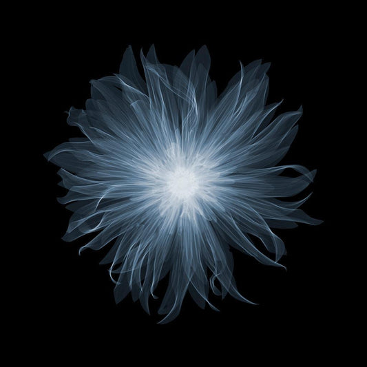 Dahlia Munchen-Photographic Print-Nick Veasey-Sorrel Sky Gallery