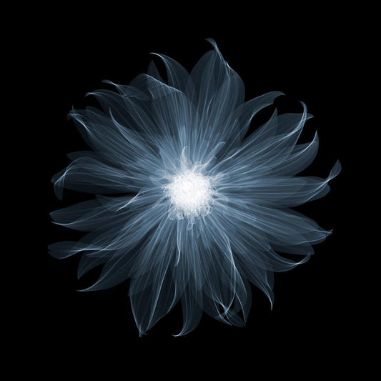 Dahlia Pablo-Photographic Print-Nick Veasey-Sorrel Sky Gallery