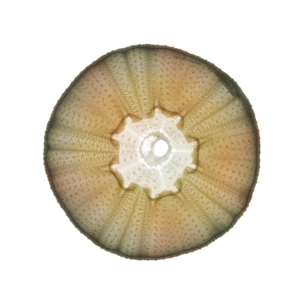 Echinus Esculentus-Photographic Print-Nick Veasey-Sorrel Sky Gallery