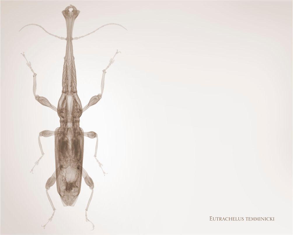 Eutrachelus Temminicki-Photographic Print-Nick Veasey-Sorrel Sky Gallery