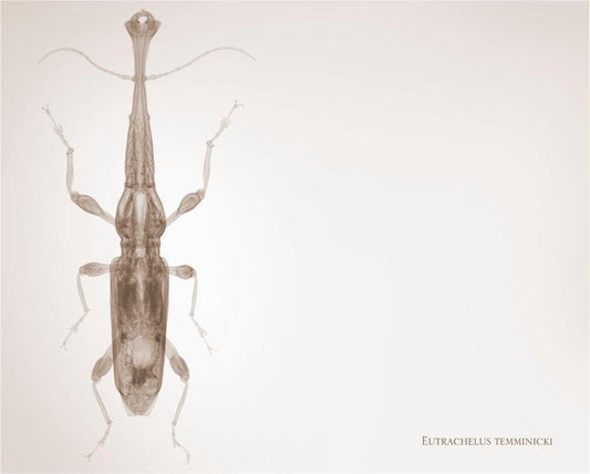 Eutrachelus Temminicki-Photographic Print-Nick Veasey-Sorrel Sky Gallery