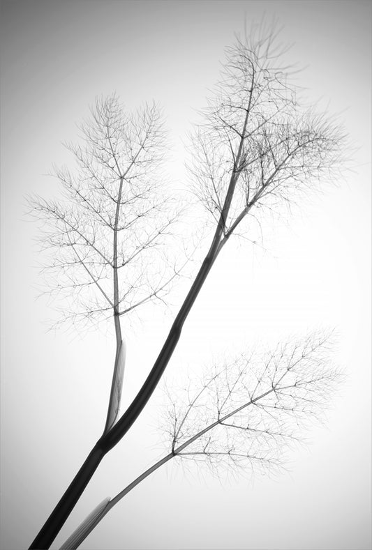 Fennel 1-Photographic Print-Nick Veasey-Sorrel Sky Gallery