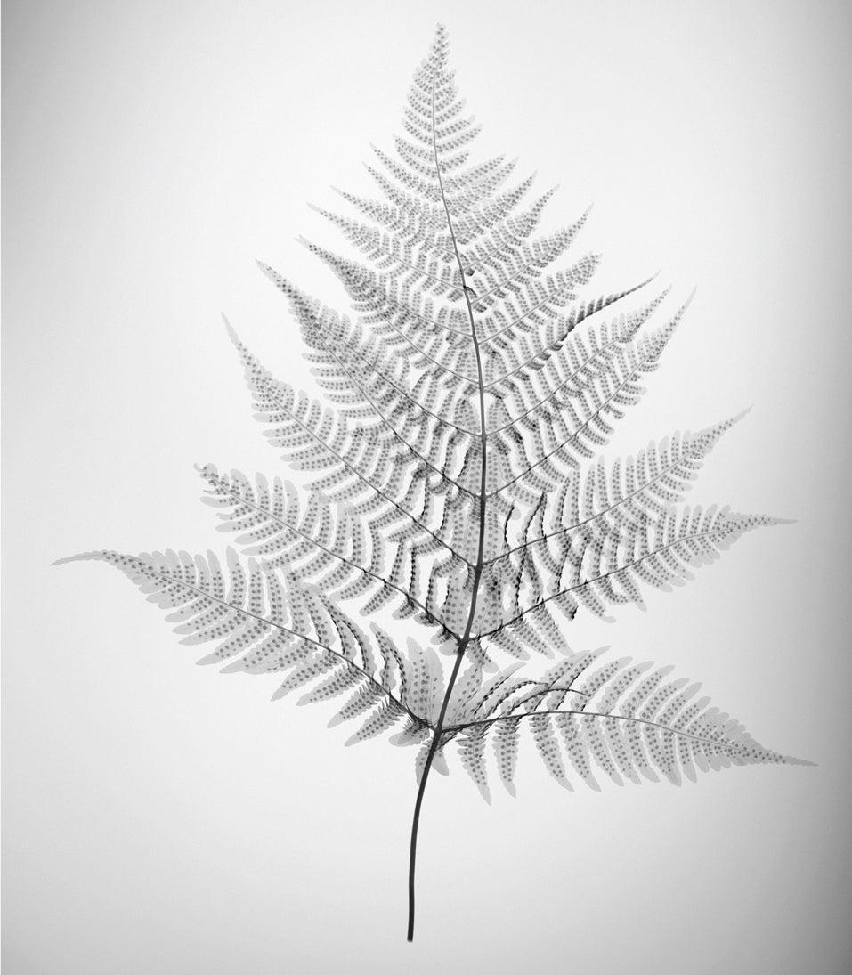 Fern Fade-Photographic Print-Nick Veasey-Sorrel Sky Gallery