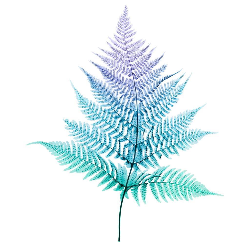Fern-Photographic Print-Nick Veasey-Sorrel Sky Gallery