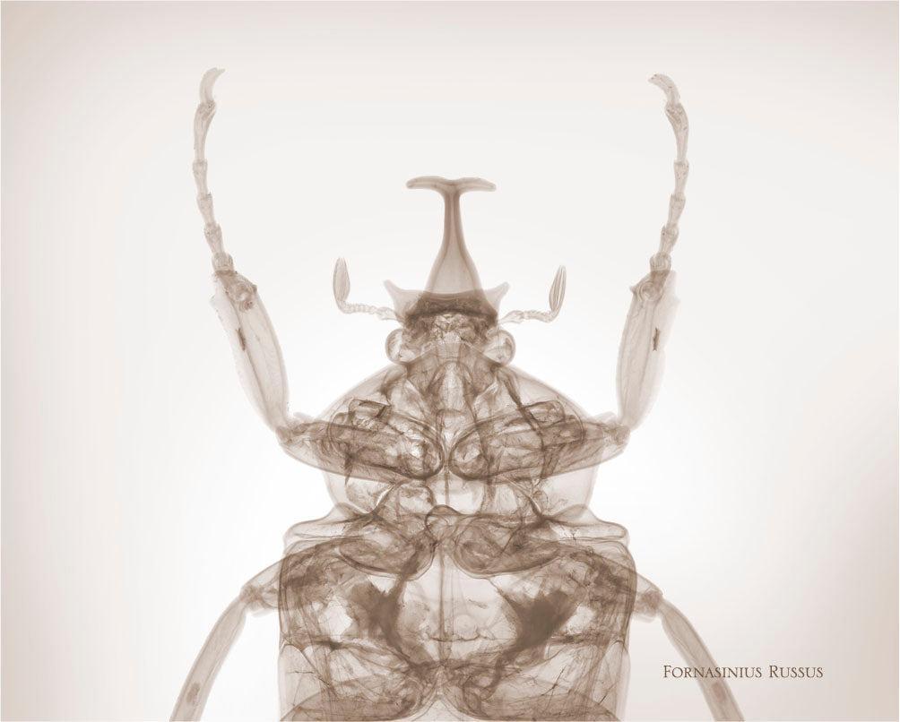 Fornasinius Russus-Photographic Print-Nick Veasey-Sorrel Sky Gallery