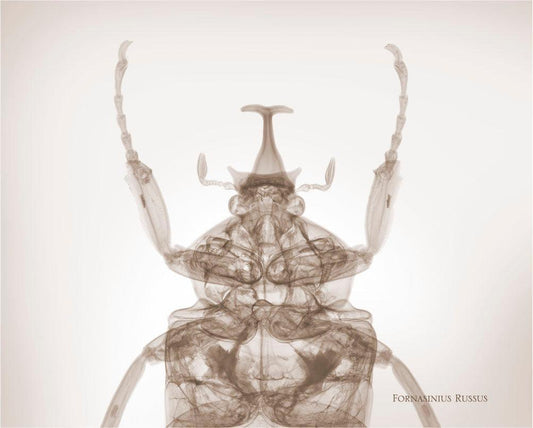 Fornasinius Russus-Photographic Print-Nick Veasey-Sorrel Sky Gallery