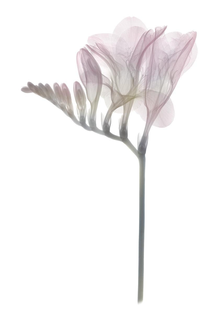Freesia-Photographic Print-Nick Veasey-Sorrel Sky Gallery
