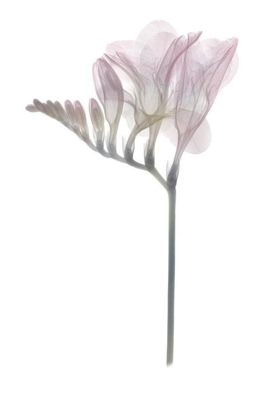 Freesia-Photographic Print-Nick Veasey-Sorrel Sky Gallery