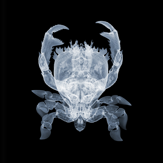 Frog Crab-Photographic Print-Nick Veasey-Sorrel Sky Gallery