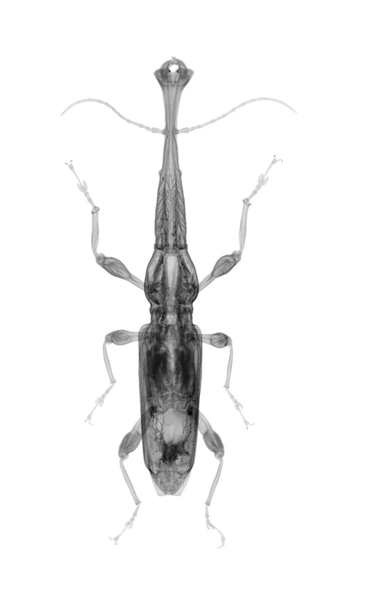 Giraffe Weevil v1501-Photographic Print-Nick Veasey-Sorrel Sky Gallery