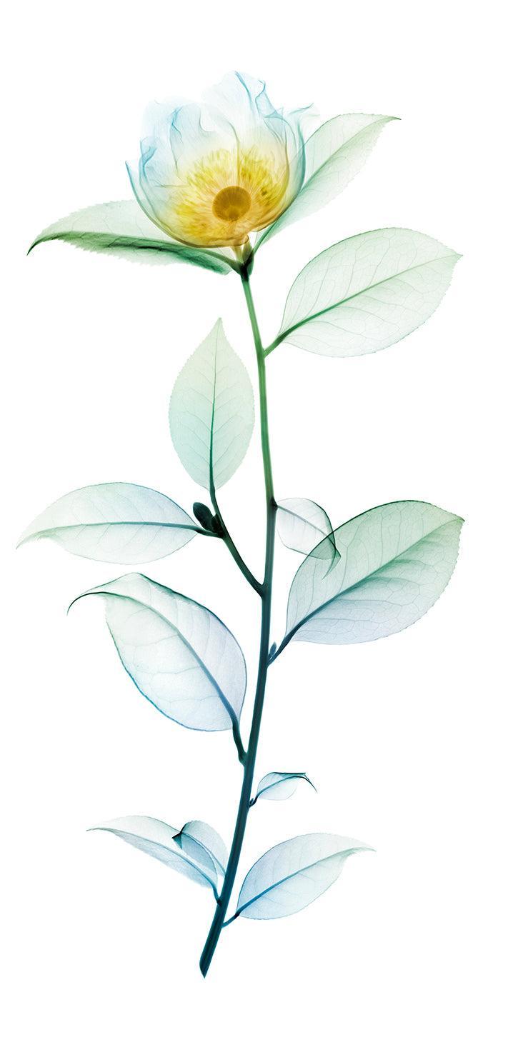 Green Tea-Photographic Print-Nick Veasey-Sorrel Sky Gallery