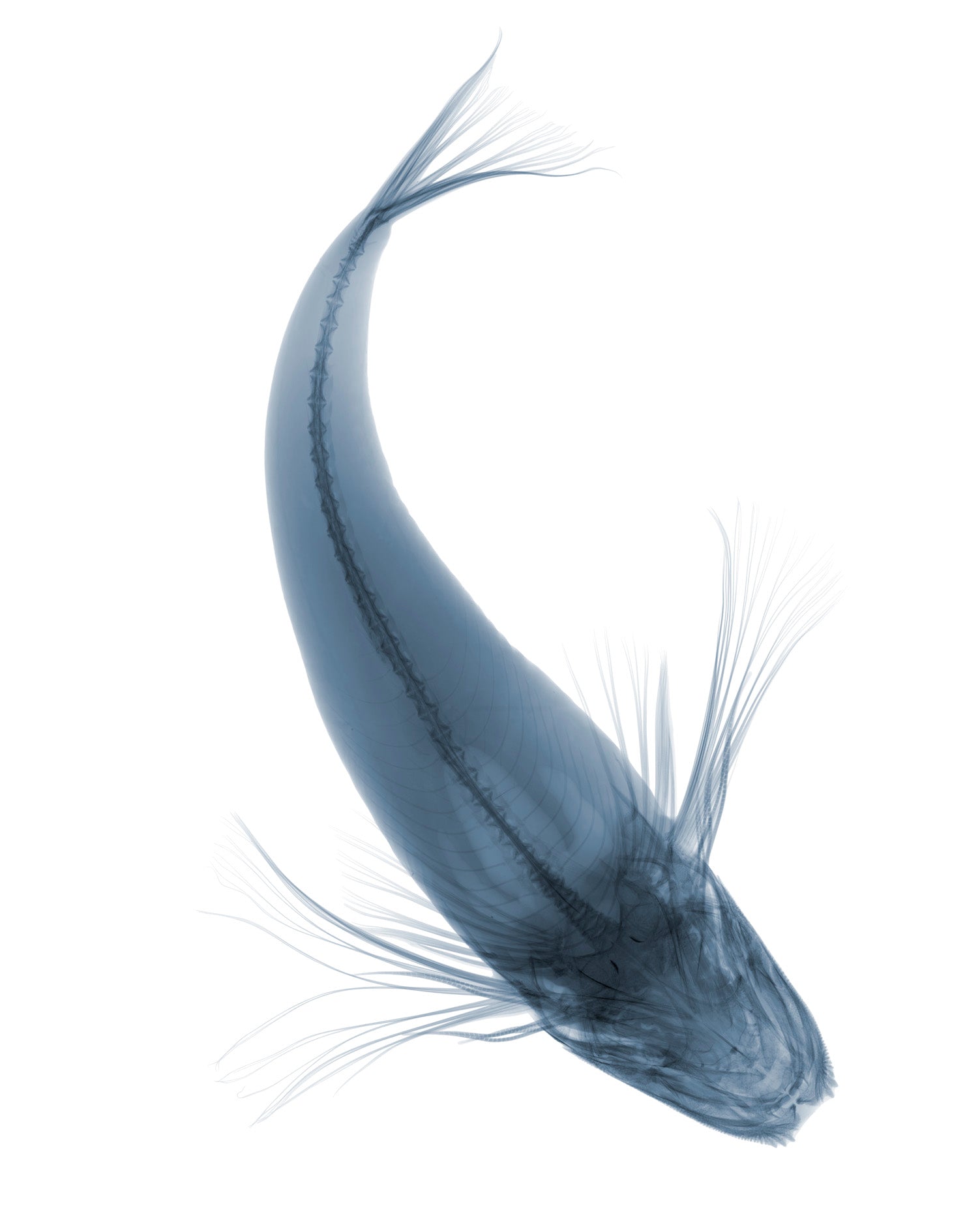 Gurnard-Photographic Print-Nick Veasey-Sorrel Sky Gallery