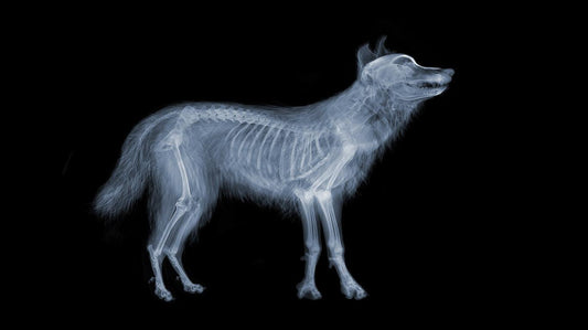 Hairy Dog-Photographic Print-Nick Veasey-Sorrel Sky Gallery