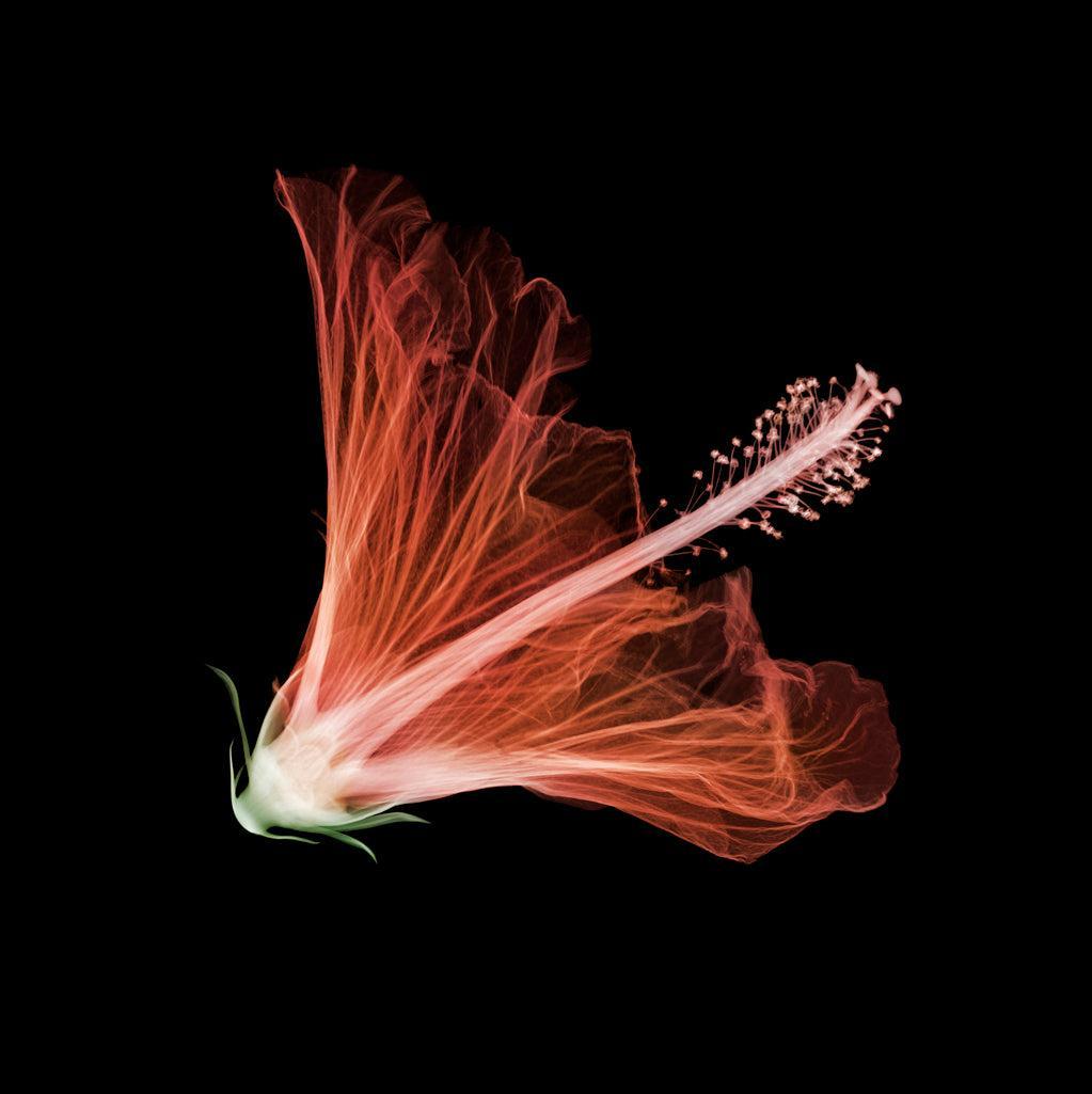 Hibiscus-Photographic Print-Nick Veasey-Sorrel Sky Gallery