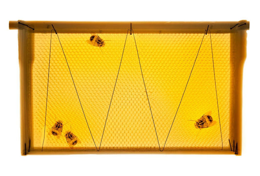 Honey Bees v1807-Photographic Print-Nick Veasey-Sorrel Sky Gallery