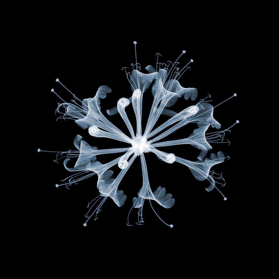Honeysuckle-Photographic Print-Nick Veasey-Sorrel Sky Gallery