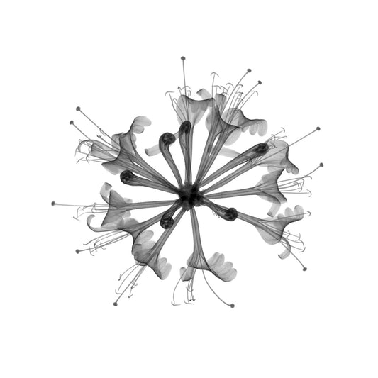 Honeysuckle-Photographic Print-Nick Veasey-Sorrel Sky Gallery