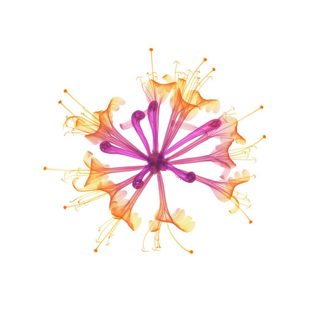 Honeysuckle-Photographic Print-Nick Veasey-Sorrel Sky Gallery