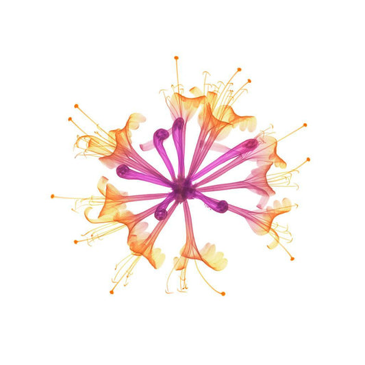 Honeysuckle-Photographic Print-Nick Veasey-Sorrel Sky Gallery