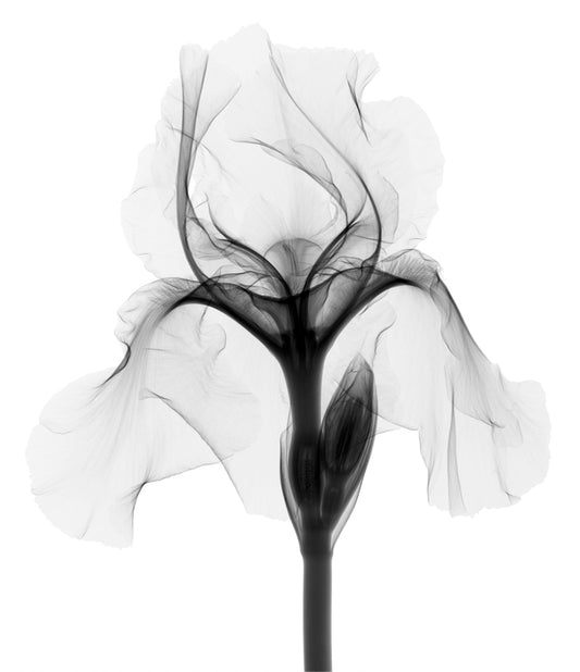 Iris Dutch Chocolate w-Photographic Print-Nick Veasey-Sorrel Sky Gallery