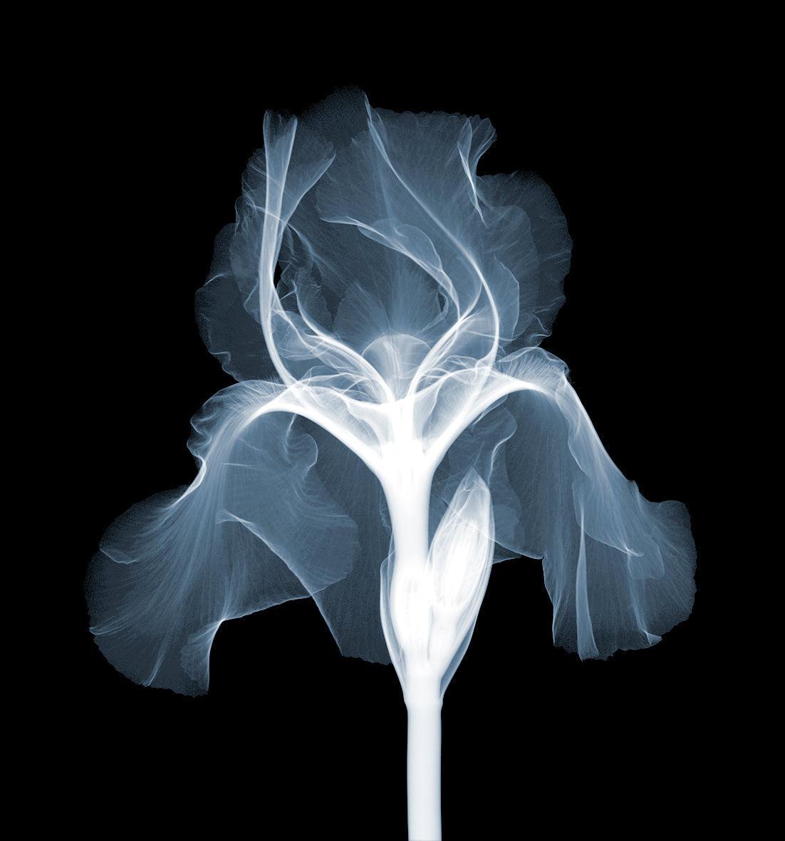 Iris Dutch Chocolate-Photographic Print-Nick Veasey-Sorrel Sky Gallery